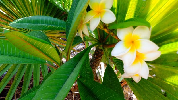 写真 花のクローズアップ