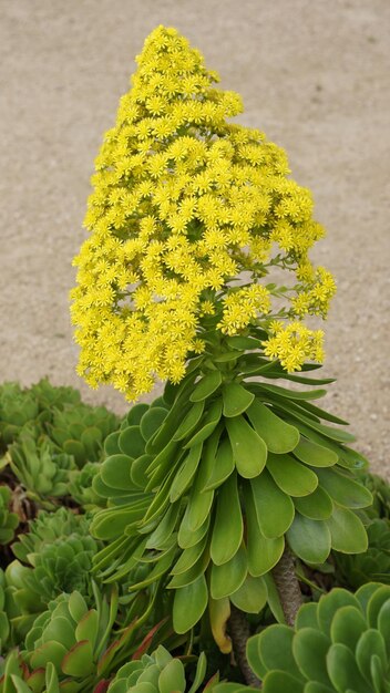 写真 花のクローズアップ