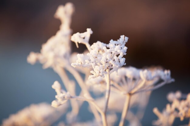 写真 花のクローズアップ