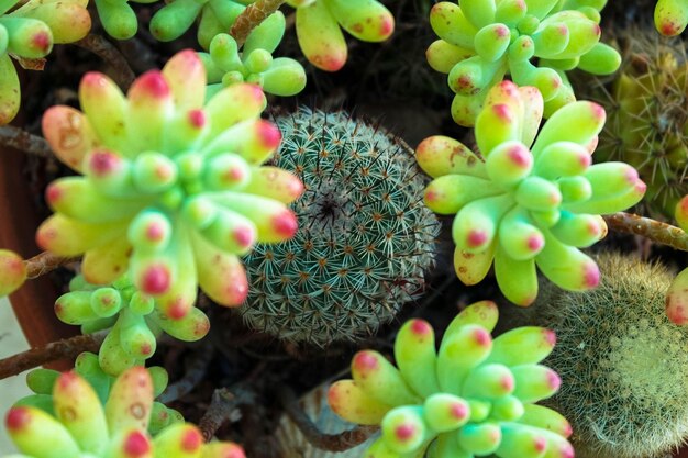 写真 花のクローズアップ