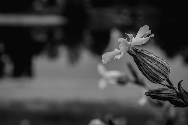 写真 花のクローズアップ