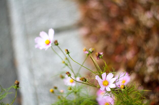 写真 花のクローズアップ