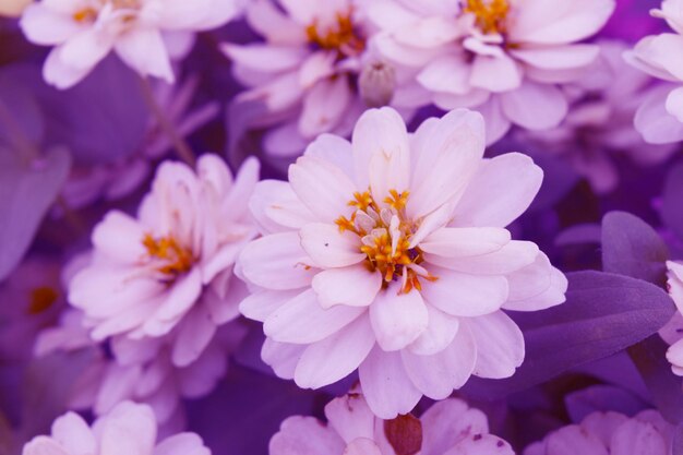 写真 花のクローズアップ