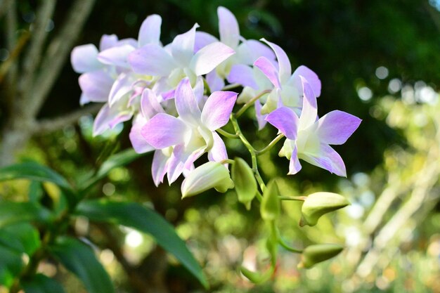 写真 花のクローズアップ