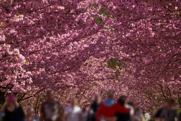 写真 花のクローズアップ