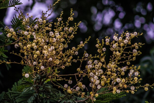 写真 花のクローズアップ