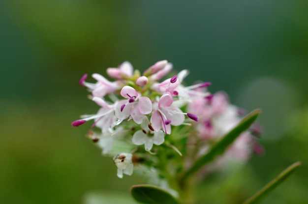 写真 花のクローズアップ