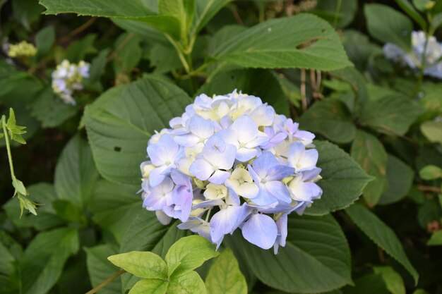 写真 花のクローズアップ