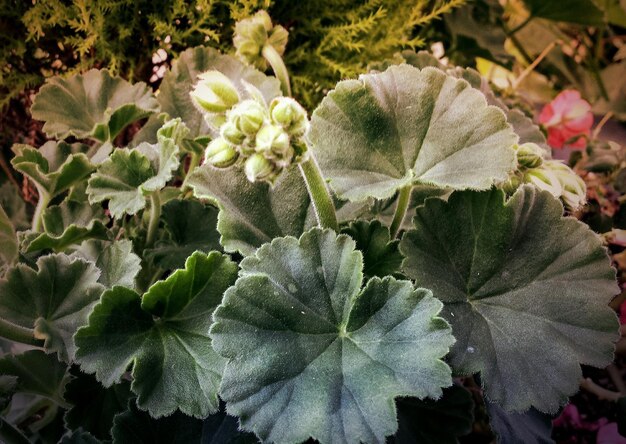 写真 花のクローズアップ