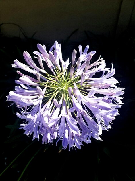 写真 花のクローズアップ