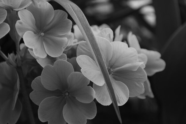 写真 花のクローズアップ