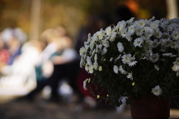 写真 花のクローズアップ