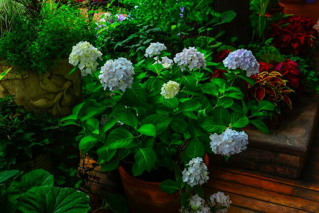 写真 花のクローズアップ