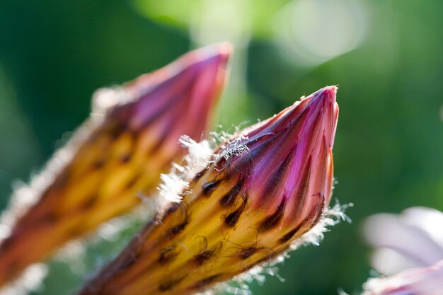 写真 花のクローズアップ