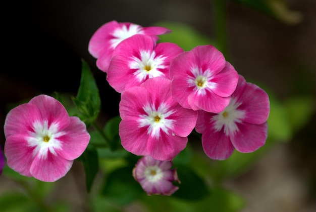 写真 花のクローズアップ