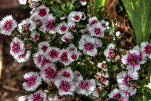 写真 花のクローズアップ