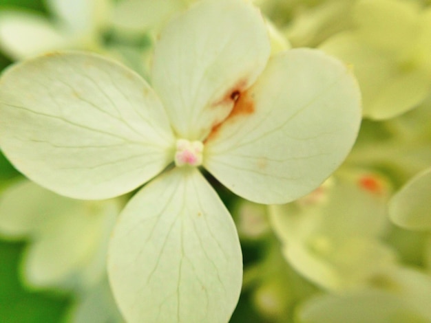 写真 花のクローズアップ