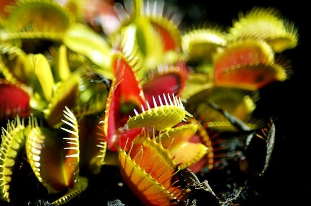 写真 花のクローズアップ