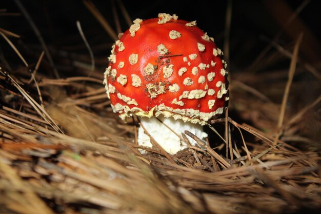 Фото Близкий взгляд на мухоходный гриб на поле