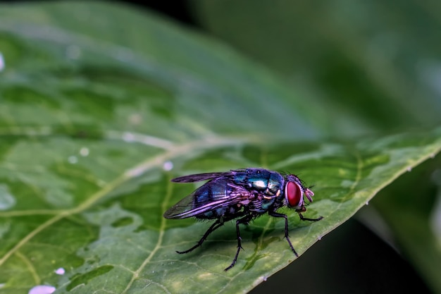 Фото Крупный план мухи на листе