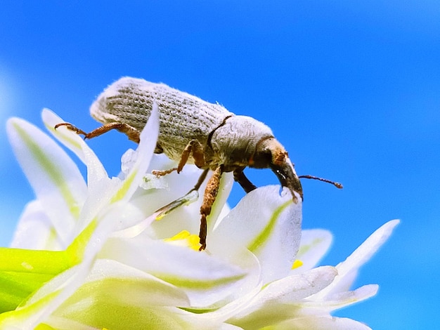 写真 明るい空を背景に花の上に飛ぶフライのクローズアップ