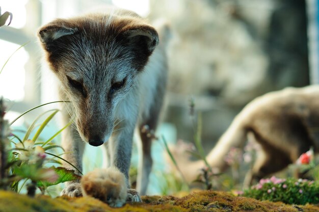 写真 野原でネズミを見ているキツネの子のクローズアップ