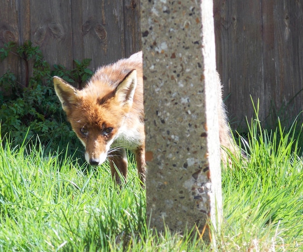 写真 フィールドでのキツネのクローズアップ