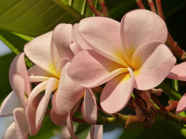 写真 植物上のフランギパニのクローズアップ