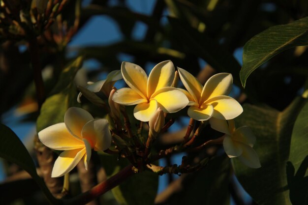 写真 植物上のフランギパニのクローズアップ