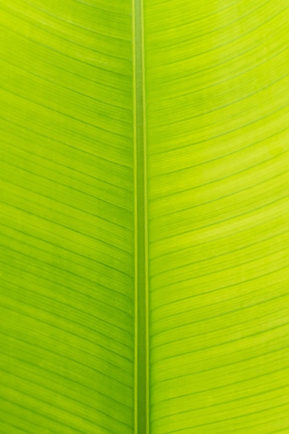 写真 新鮮な繊維緑の明るいバナナの葉のテクスチャの背景、自然と環境の概念のクローズアップ。デザインの抽象的な壁紙。