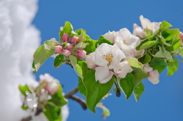 Фото Близкий план свежих цветов, цветущих на дереве на фоне неба