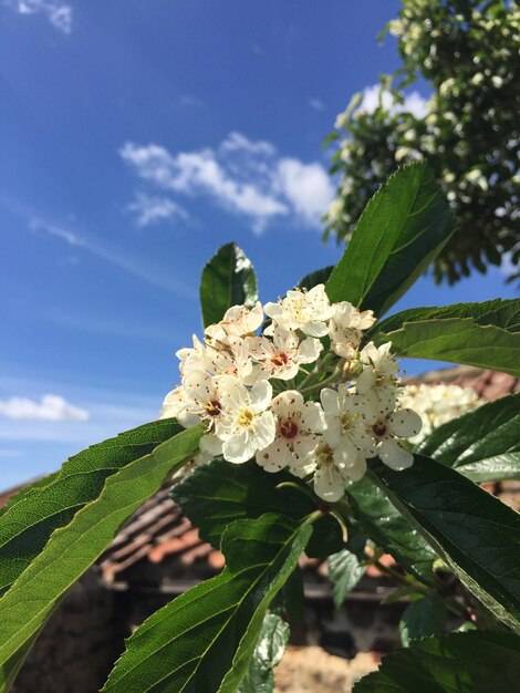 写真 天空を背景に木にく新鮮な花のクローズアップ