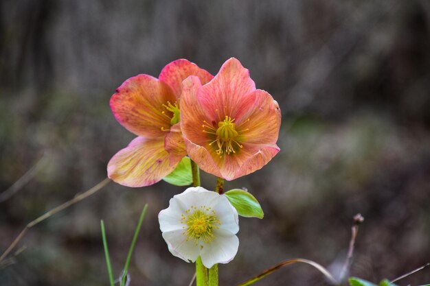 写真 外でいている新鮮な花のクローズアップ