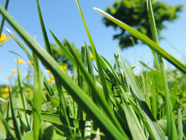 写真 空を背景に畑の新鮮な草のクローズアップ