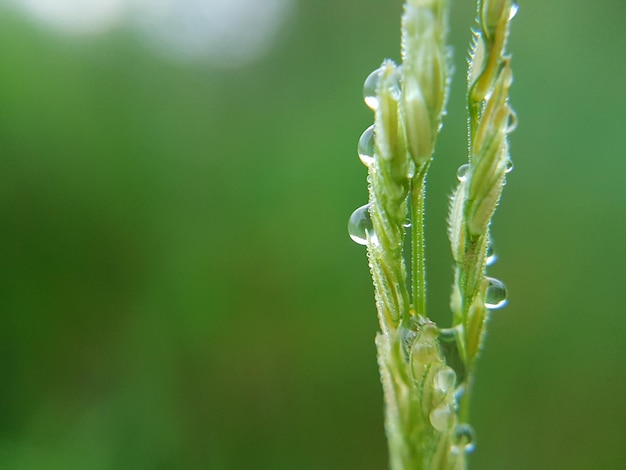 写真 新鮮な緑の草のクローズアップ