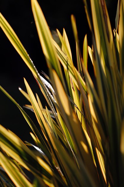 写真 新鮮な緑の草のクローズアップ