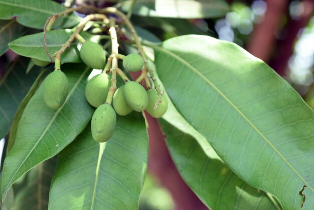 写真 植物の新鮮な緑の葉のクローズアップ