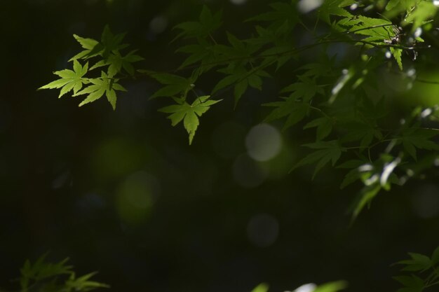 사진 신선 한 초록색 잎 의 클로즈업