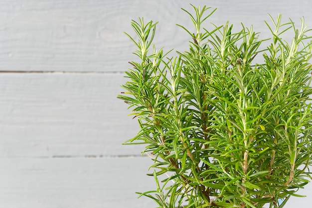 写真 壁に照らされた新鮮な緑の植物のクローズアップ