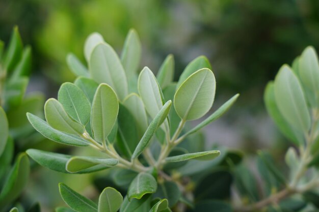 写真 フィールドの新鮮な緑の植物のクローズアップ