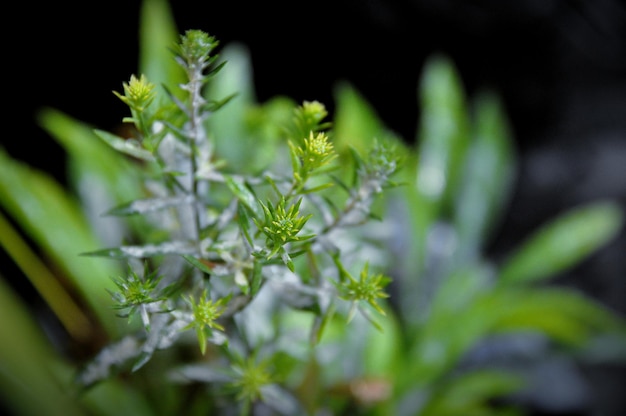 写真 フィールドの新鮮な緑の植物のクローズアップ