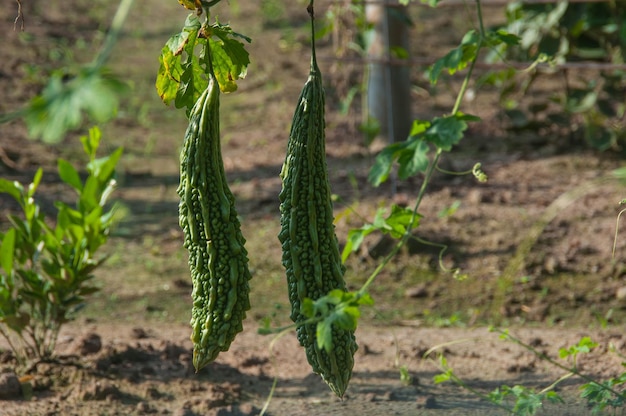 写真 フィールドの新鮮な緑の植物のクローズアップ