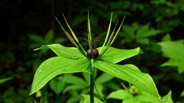 写真 フィールドの新鮮な緑の植物のクローズアップ