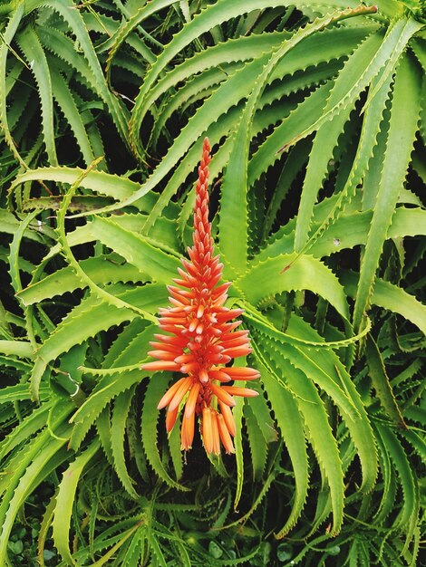 Фото Близкий взгляд на свежее зеленое растение с красными листьями