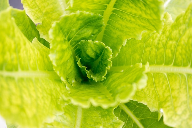 写真 新鮮な緑の植物のクローズアップ