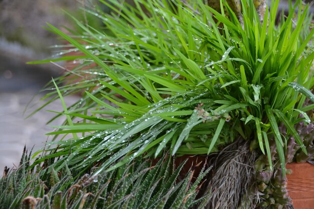 写真 新鮮な緑の植物のクローズアップ