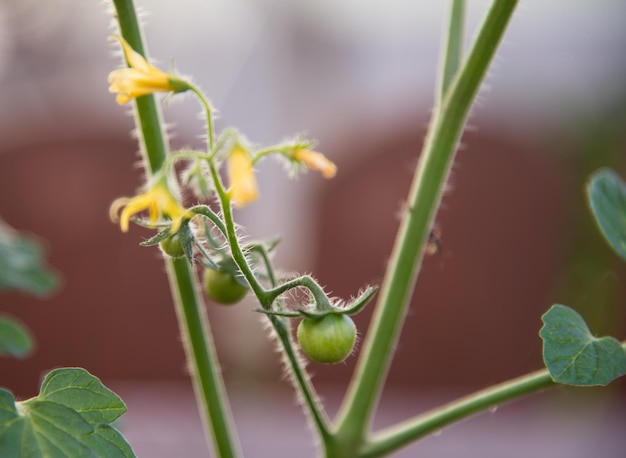 写真 新鮮な緑の植物のクローズアップ