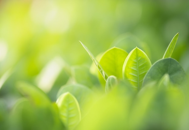 写真 新鮮な緑の植物のクローズアップ