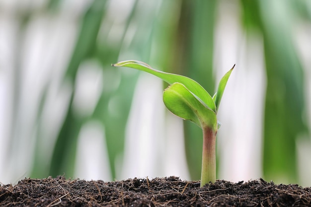 写真 新鮮な緑の植物のクローズアップ