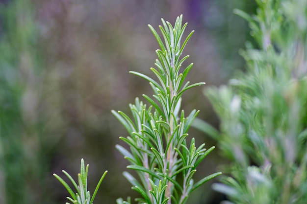 写真 新鮮な緑の植物のクローズアップ